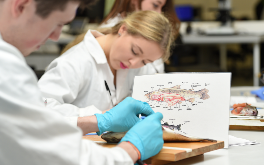 Biological Sciences, BSc