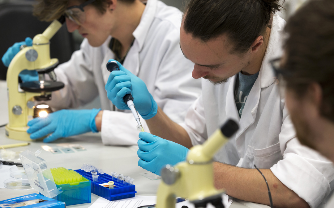 Immunology, BSc