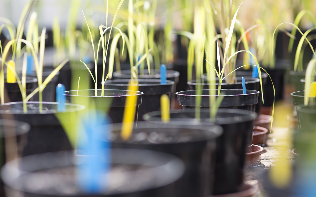 Plant and Soil Science, BSc